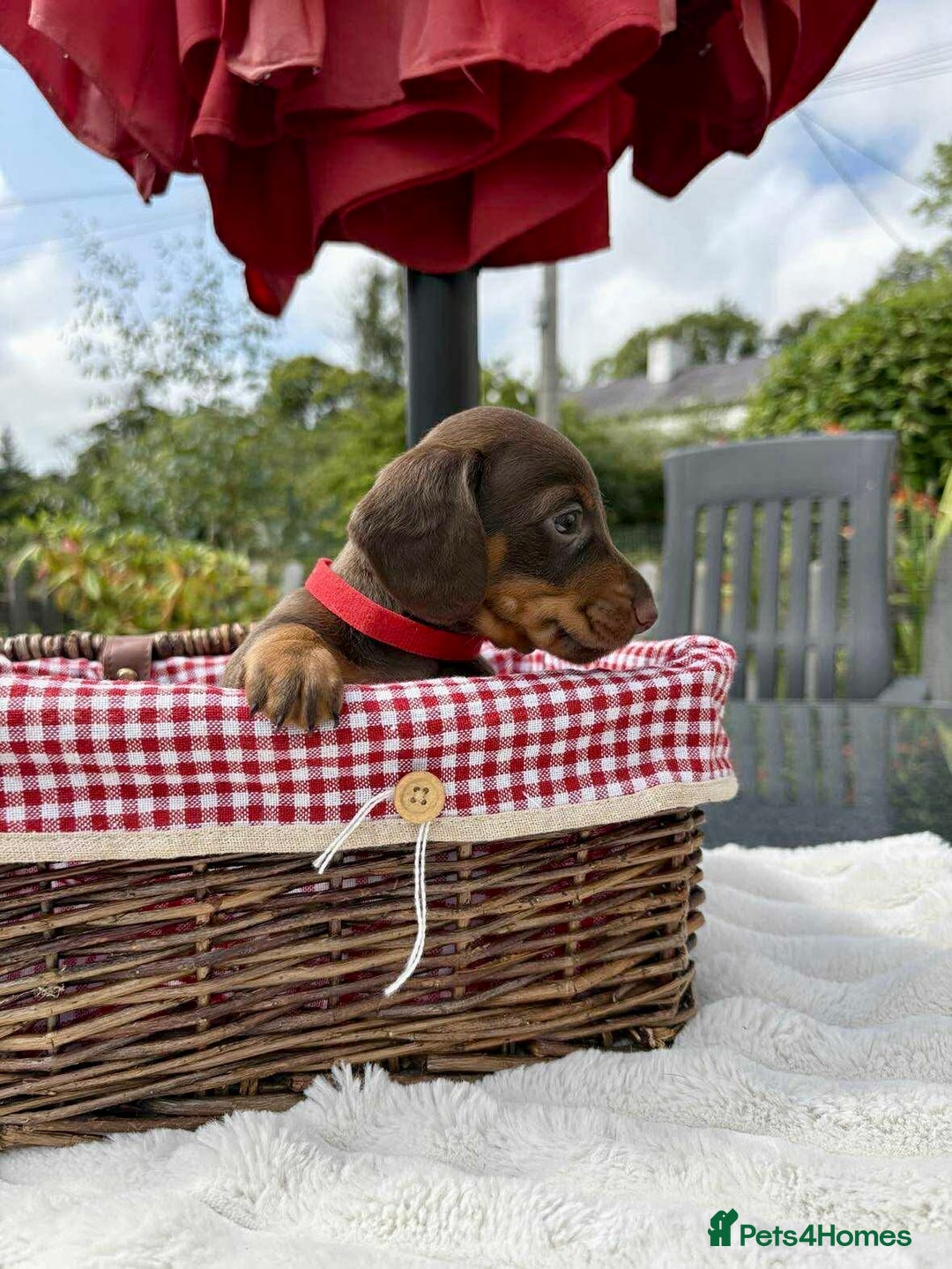 Miniature Dachshund dogs for sale: *READY NOW! 2 STUNNING KC REG MINI DACHSHUND BOYS* - Image 3