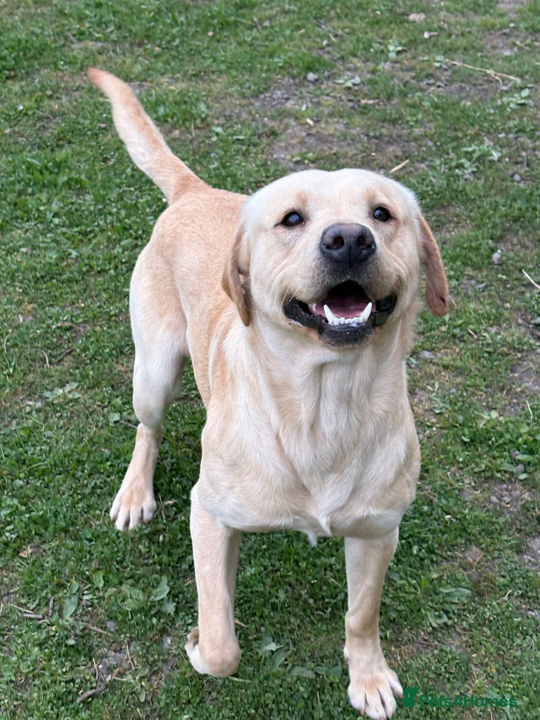 Labrador Retriever dogs for stud: Labrador retriever stud  in Hartlepool - Advert 8