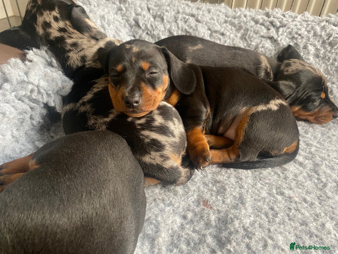 Miniature Dachshund dogs for sale: Miniature Black and Tan Dapple Dachshunds - Image 12