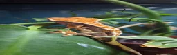 Gecko reptiles for sale: Breeding cresties and gargs and babies - Advert 9