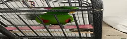 Parrots birds for sale: Tame and talkative eclectus parrot  - Advert 4