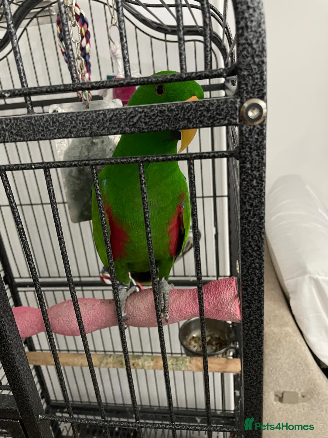 Parrots birds for sale: Tame and talkative eclectus parrot  - Advert 4