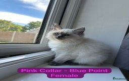 Ragdoll cats for sale: 💙LAST MALE 💙GCCF Registered Ragdoll Kittens🐾 in Taunton - Image 11