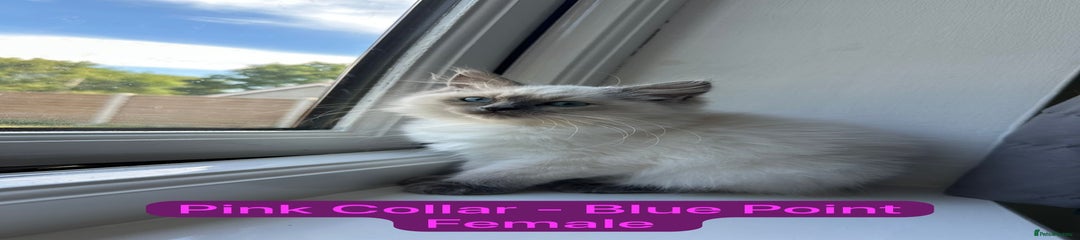 Pink Collar Blue Point 