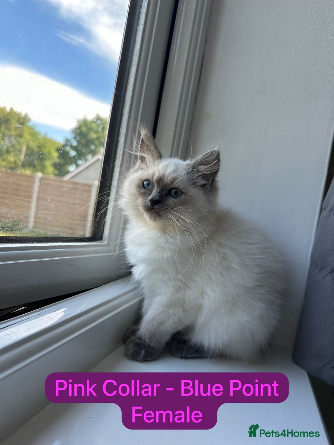 Ragdoll cats for sale: 💙LAST MALE 💙GCCF Registered Ragdoll Kittens🐾 in Taunton - Image 11
