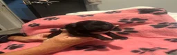 Cockapoo dogs for sale: Cockapoo Pups - Advert 4