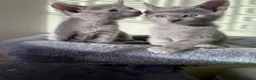 Russian Blue cats for sale: TICA 5* pedigree Russian blue kittens  - Advert 18