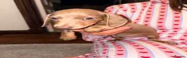 Miniature Dachshund 4