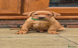 Labrador Retriever dogs for sale: KC Registered Fox Red Labrador Puppies - Image 23