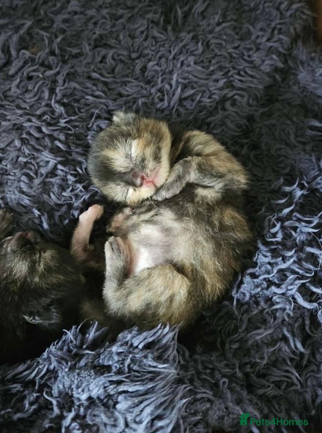 Domestic Shorthair cats for sale: Kittens for Sale - Image 7