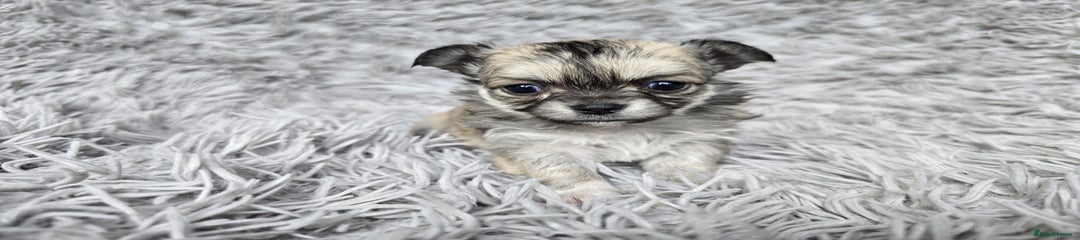 Chihuahua Puppy 2