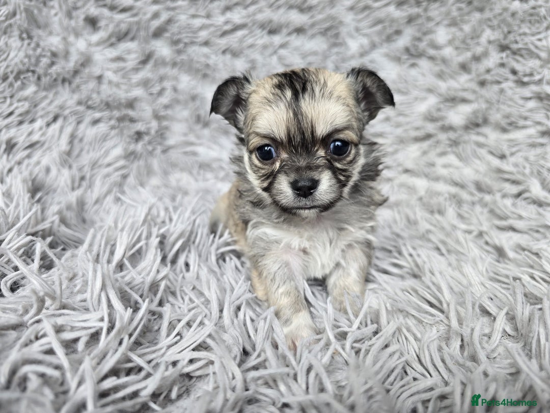 Chihuahua dogs for sale: Beautiful fluffy long haired chihuahuas - Image 35