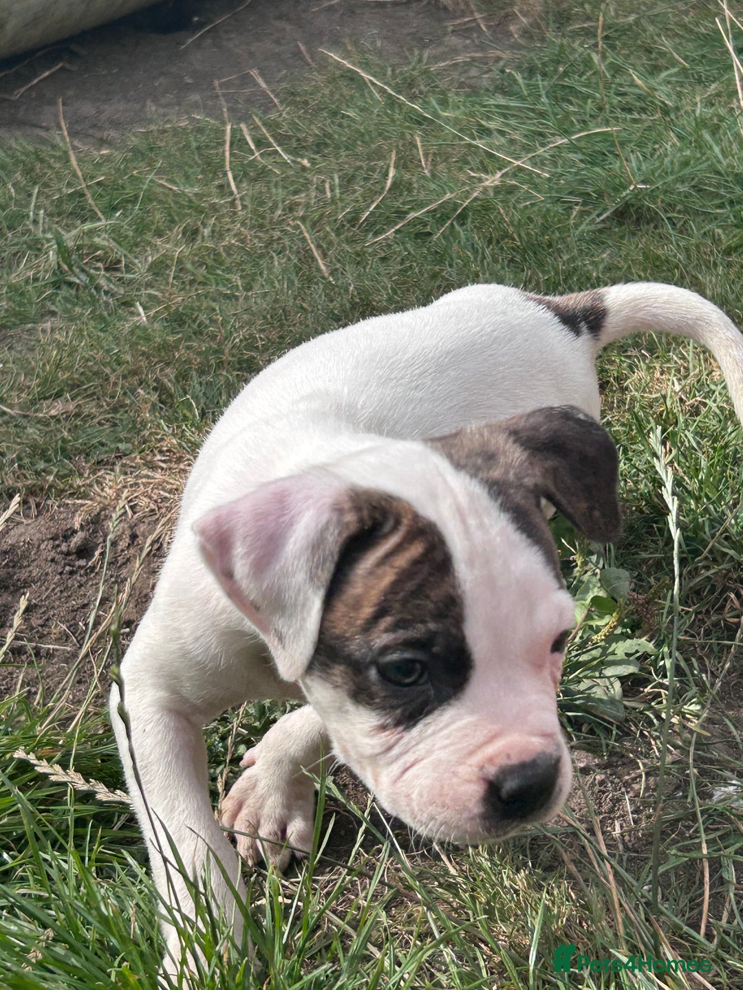 American Bulldog dogs for sale: Ready now Beautiful litter American bulldog puppy - Image 15