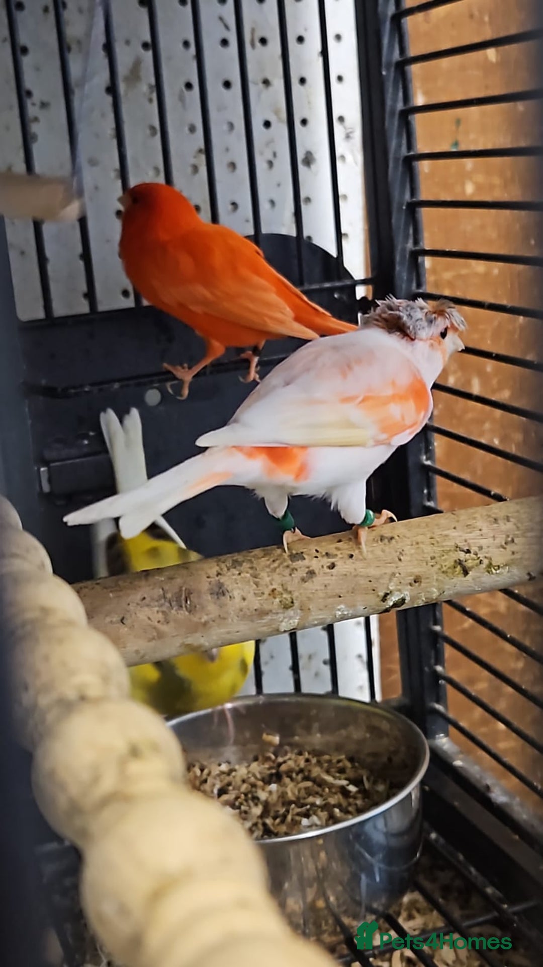 Parrots birds for sale: Xxx BIRDS/PARAKEETS/PARROTS xxX - Advert 26