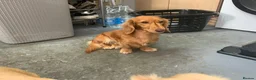 Dachshund dogs for sale: Long hair miniature Dauchhound femal - Advert 4