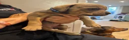 Mixed Breed dogs for sale: Staffweilers F5 exotic colours co/co dd bb  in London - Advert 34