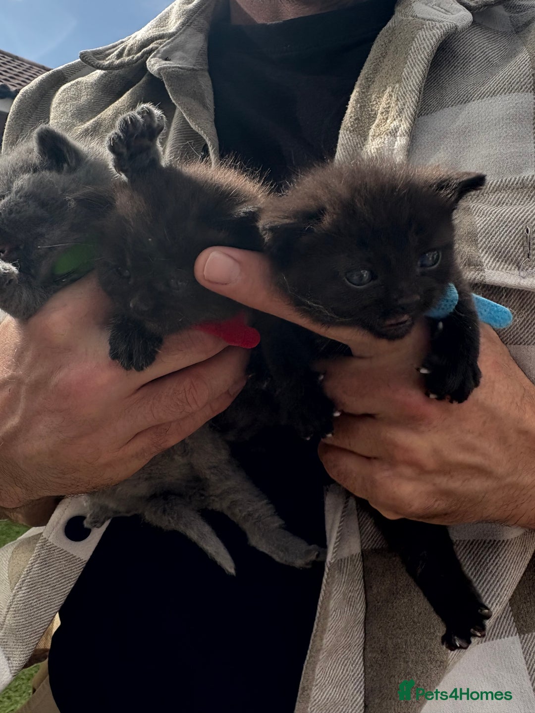 British Shorthair cats for sale: British Shorthair chocolate/grey colours  - Image 8