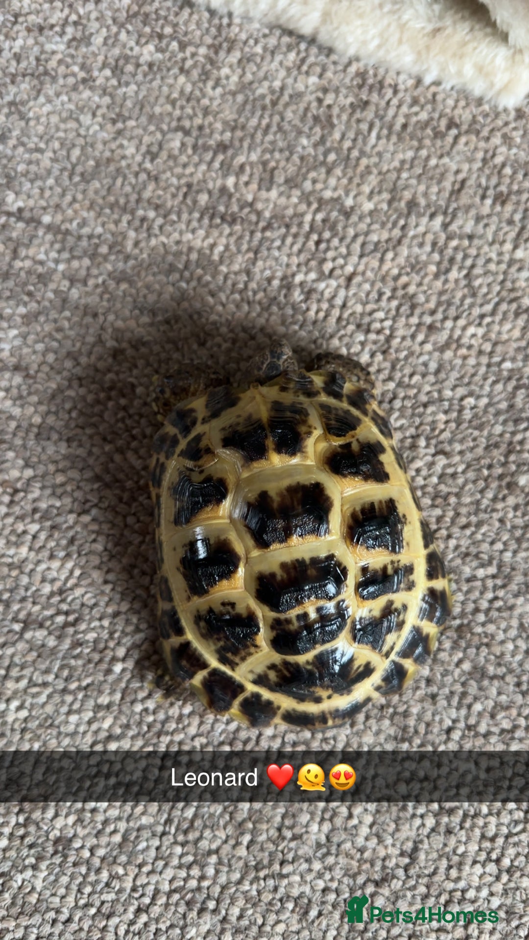 Tortoise reptiles for sale: 3 year old horsfield tortoise brothers for sale  - Advert 7