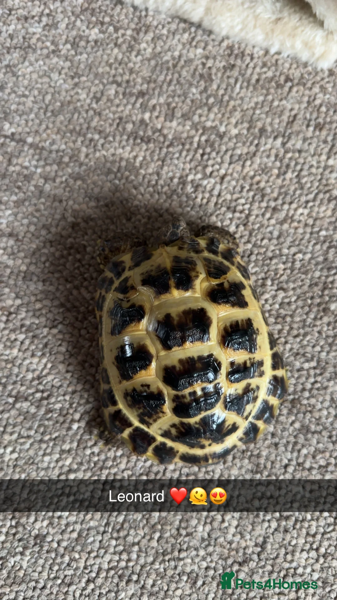 Tortoise reptiles for sale: 3 year old horsfield tortoise brothers for sale  - Advert 7