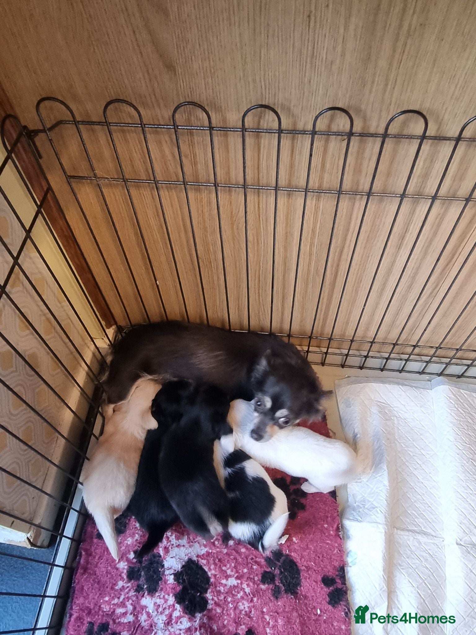 Chihuahua dogs Longhaired chihuahua puppies  - Advert 1