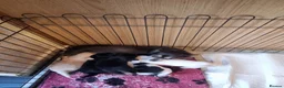 Chihuahua dogs for sale: Longhaired chihuahua puppies  - Advert 6