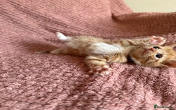 Mixed Breed cats for sale: Ginger kittens for sale - Image 5