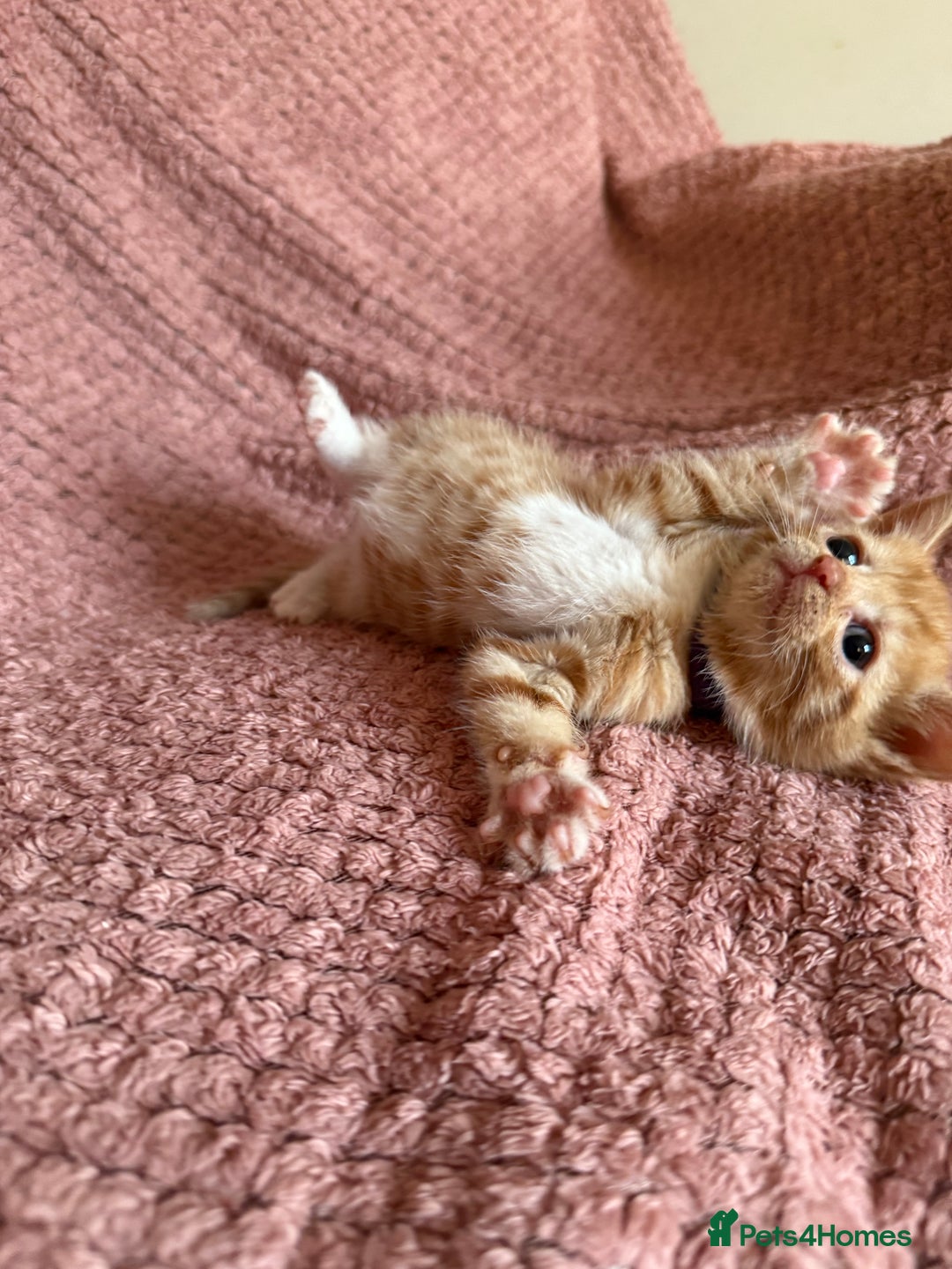 Mixed Breed cats for sale: Ginger kittens for sale - Image 5