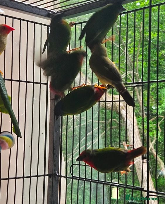 Parrots birds Talkative and Playful Parrot Available - Advert 1