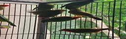 Parrots birds for sale: Talkative and Playful Parrot Available in Worcester - Advert 1