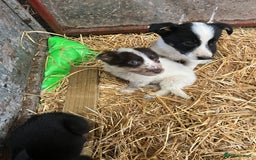 Border Collie dogs for sale: 5beautiful border collie puppies - Image 8