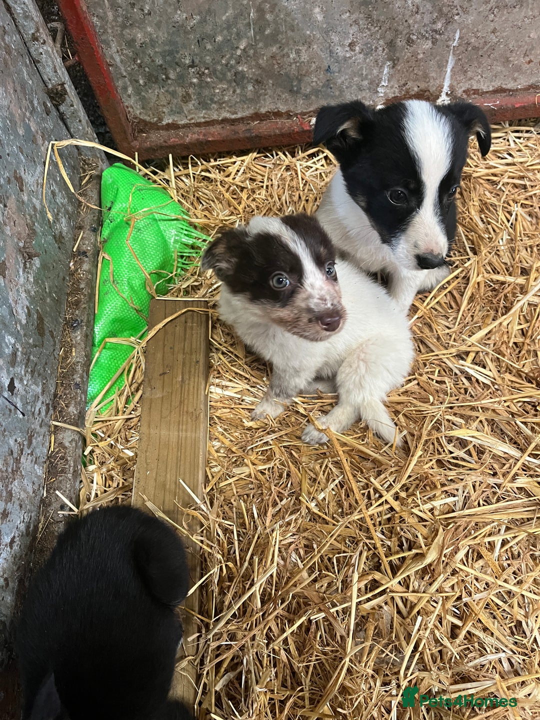 Border Collie dogs for sale: 5beautiful border collie puppies - Image 8