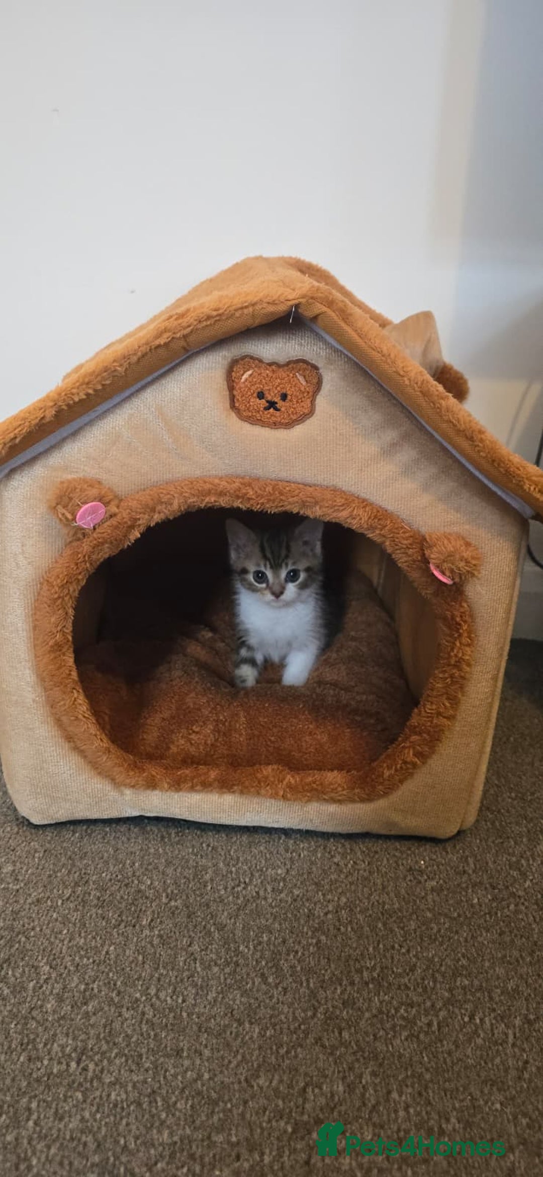 Persian cats for sale: Playful 10-Week-Old Male Persian Kitten  - Image 4