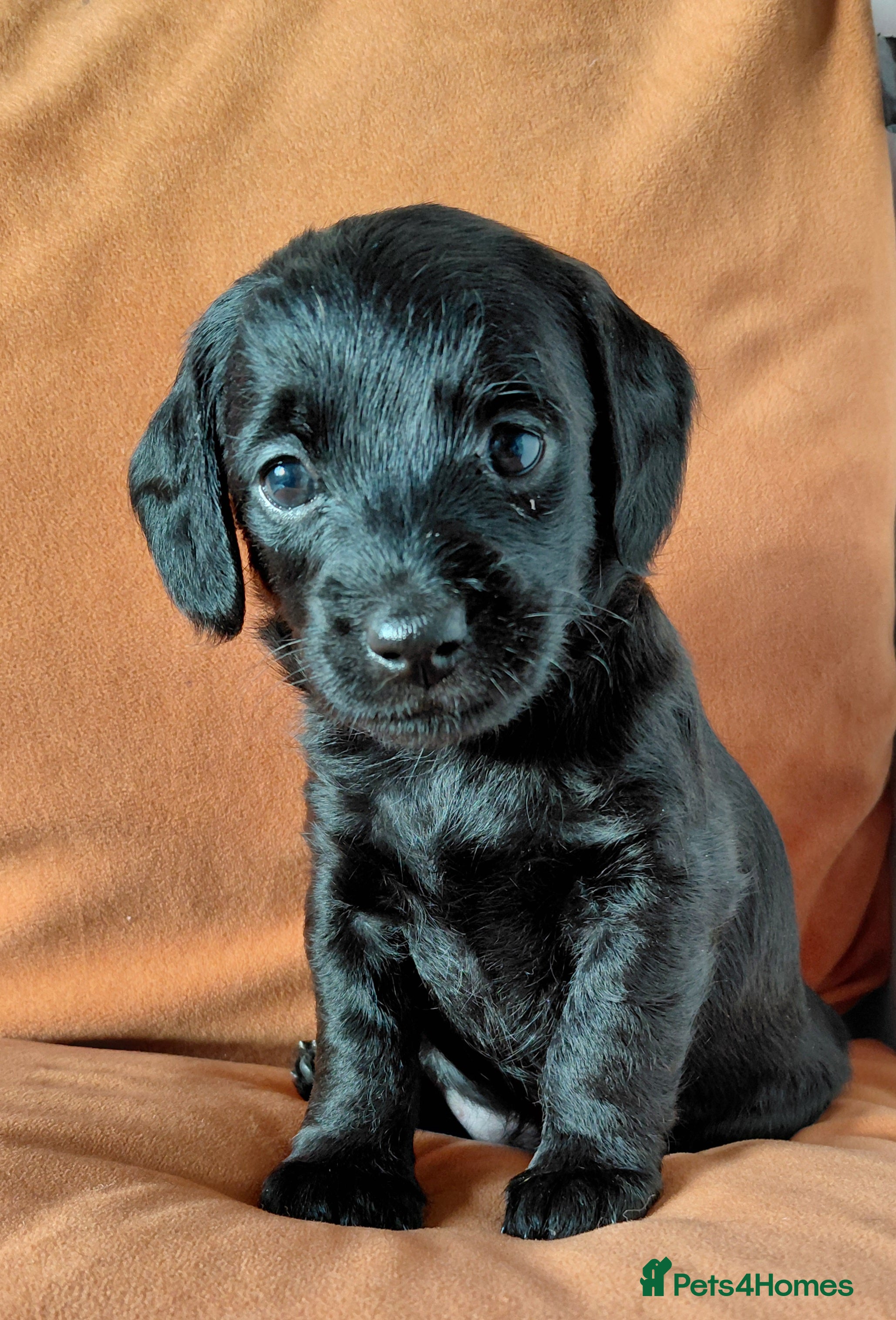 Mixed Breed dogs Doxiepoo =dachshund x poodle - Advert 8