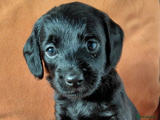 Mixed Breed dogs Doxiepoo =dachshund x poodle - Advert 17