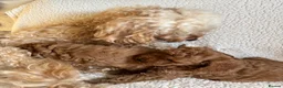 Cockapoo dogs for sale: F1b cockapoo puppies - DNA health test clear  - Advert 31
