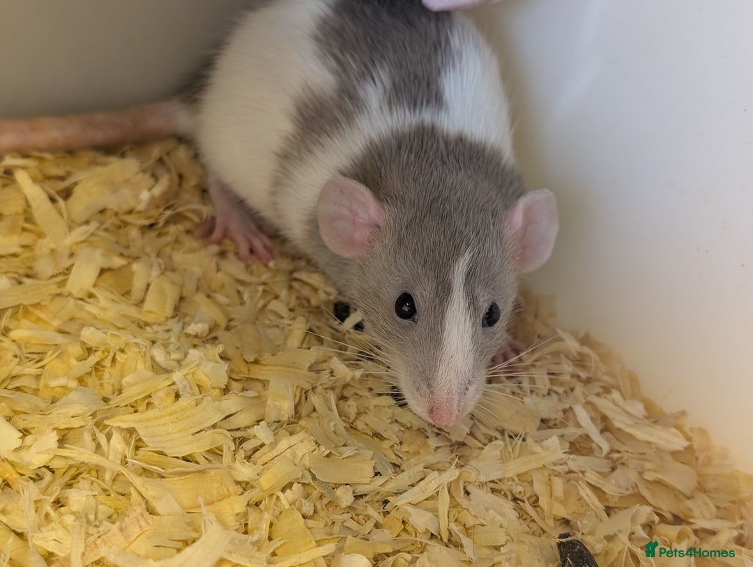 Rat rodents for sale: Fancy/rex rat - Image 4