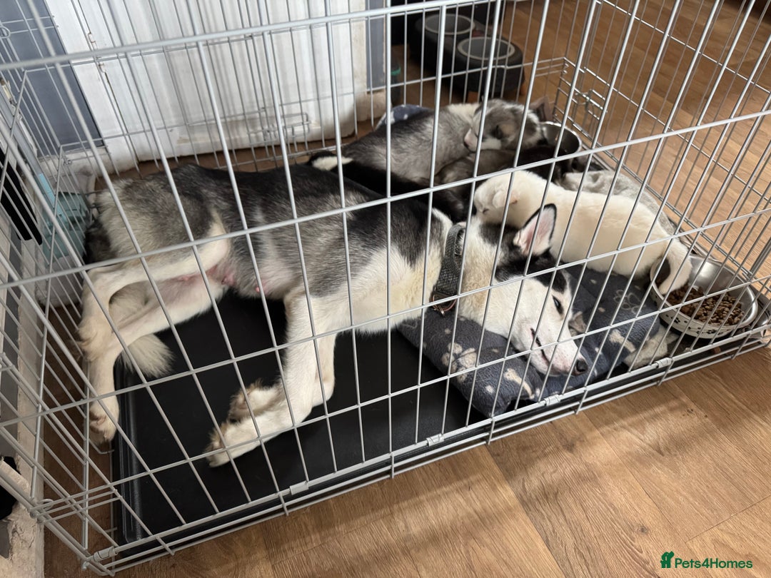Siberian Husky dogs for sale: gorgeous huskies puppies for sale! - Image 10