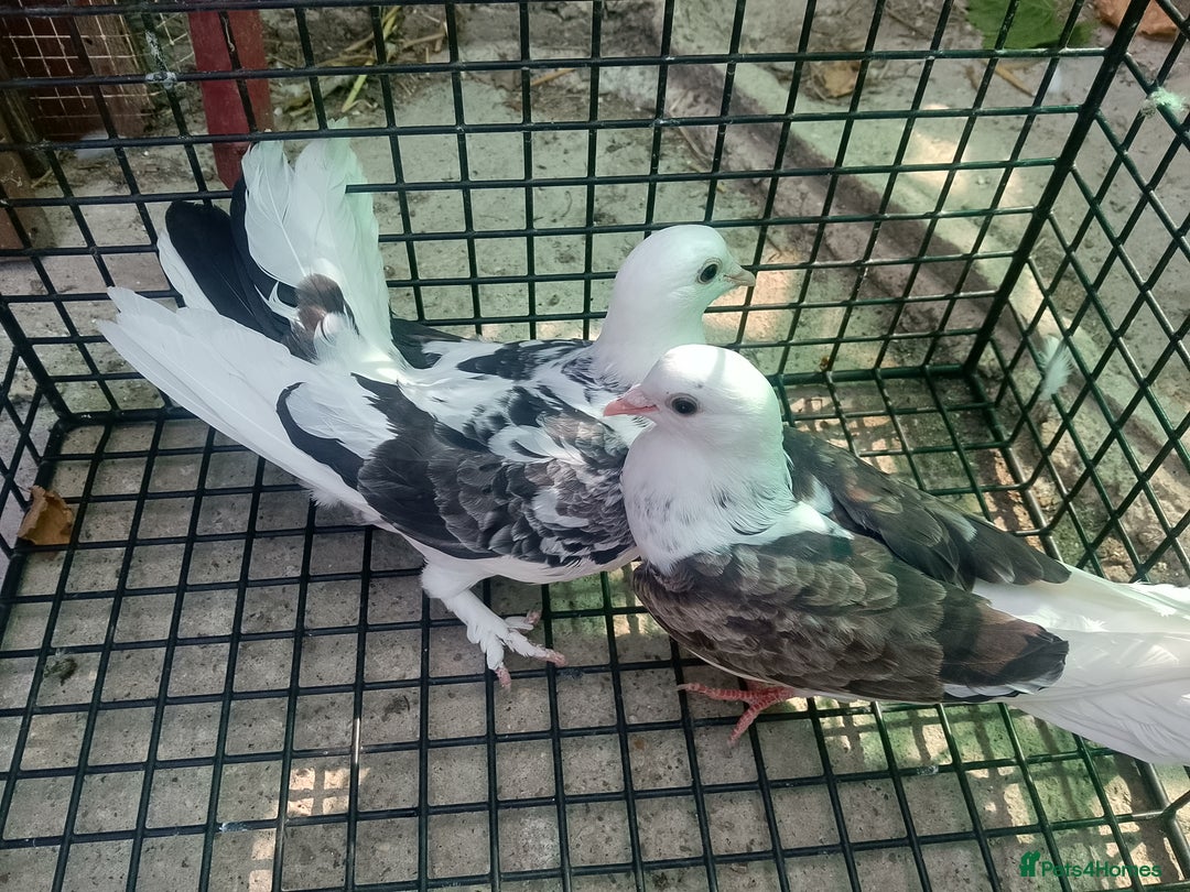 Pigeons birds for sale: Pigeon for sale - Image 11