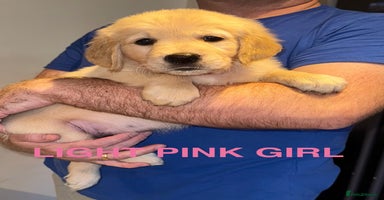 Golden Retriever dogs - Advert 1