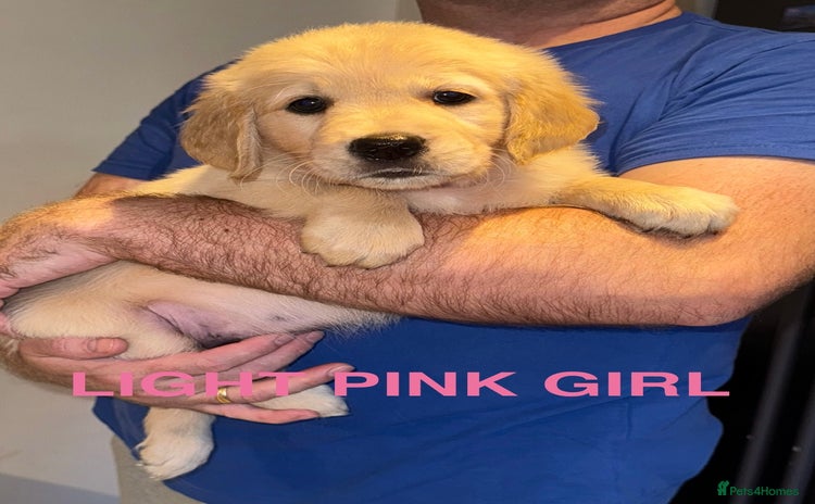 Golden Retriever dogs - Advert 1