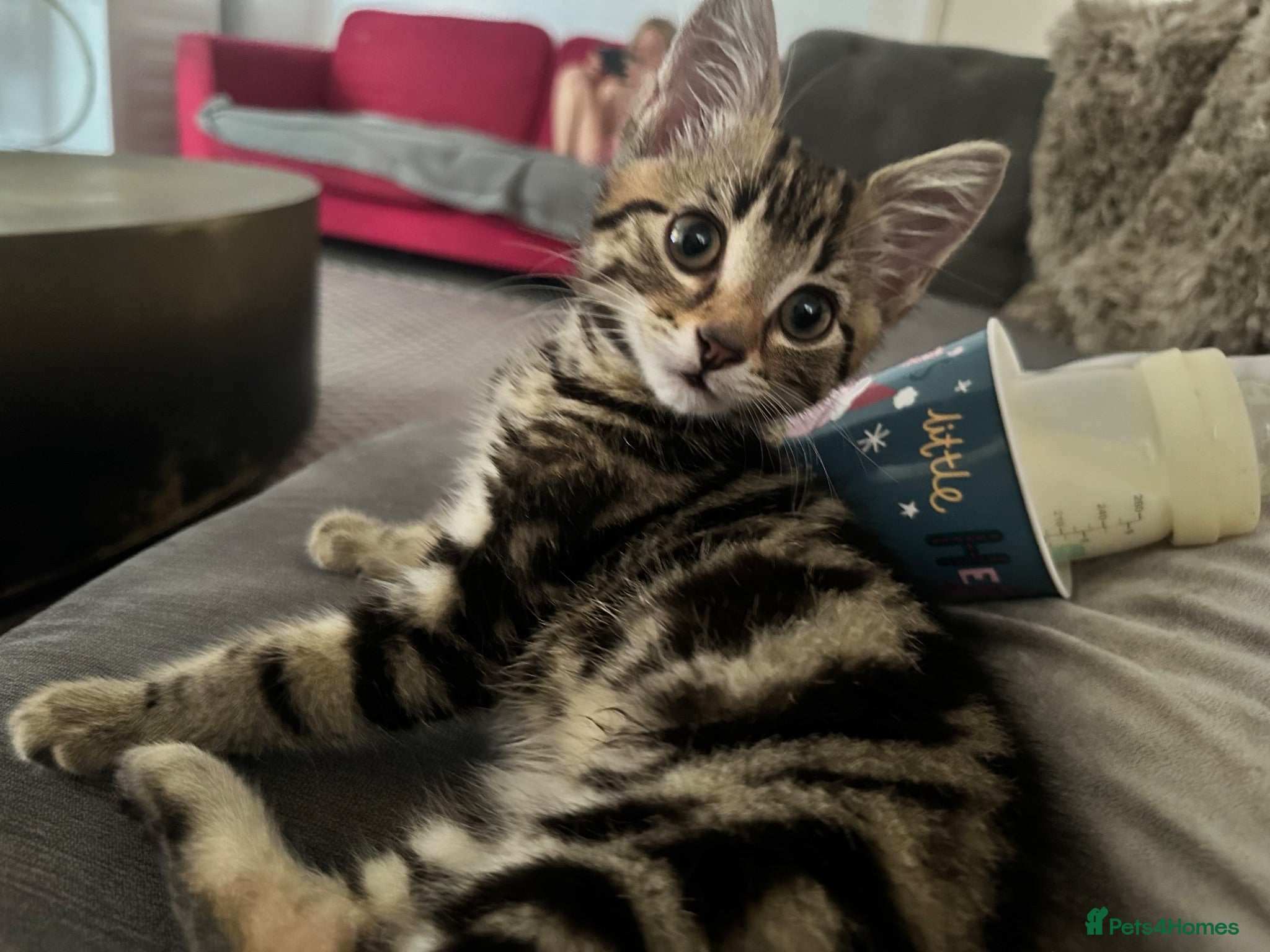 Mixed Breed cats Kitten for sale  - Advert 2