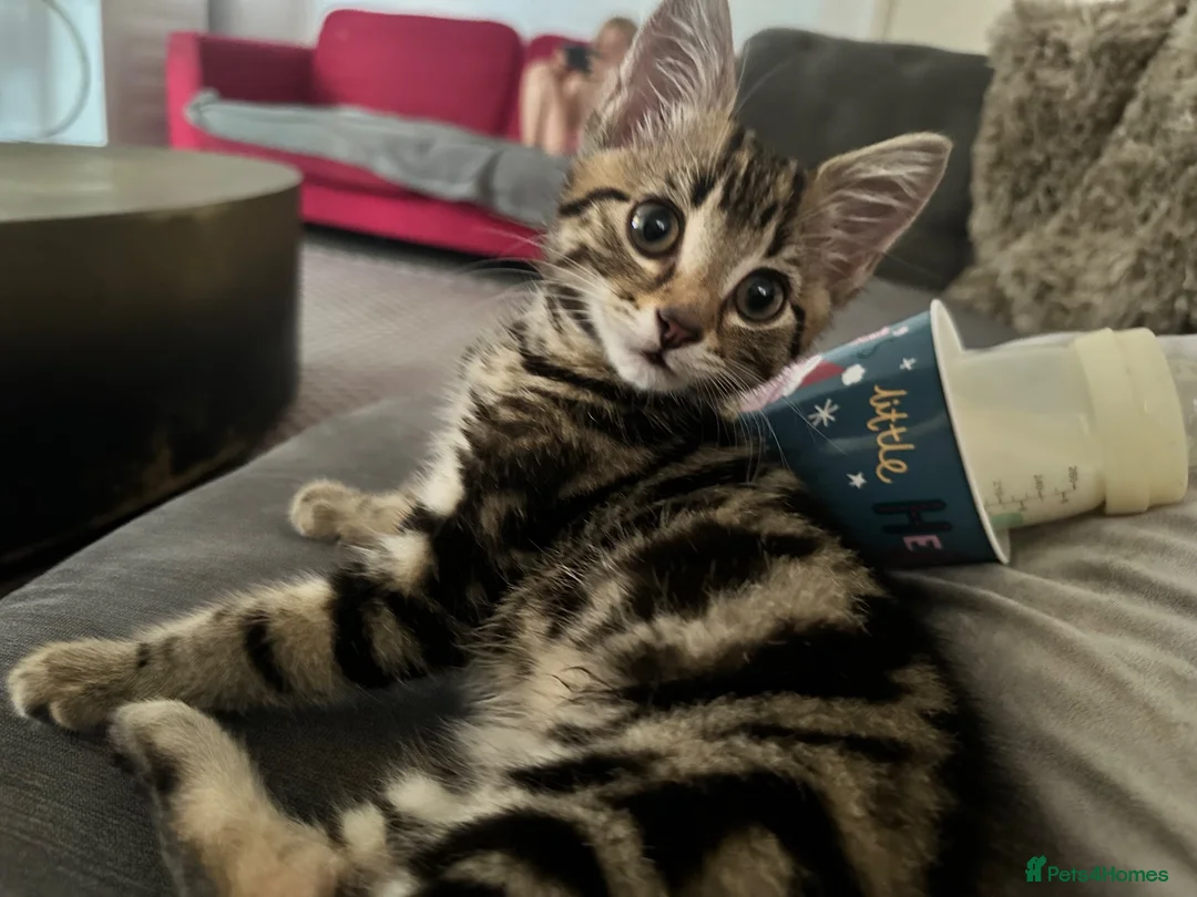 Mixed Breed cats for sale: Kitten for sale  - Advert 1