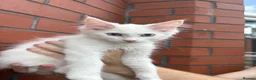 Maine Coon cats for sale: Mainecoon Kittens - Advert 7