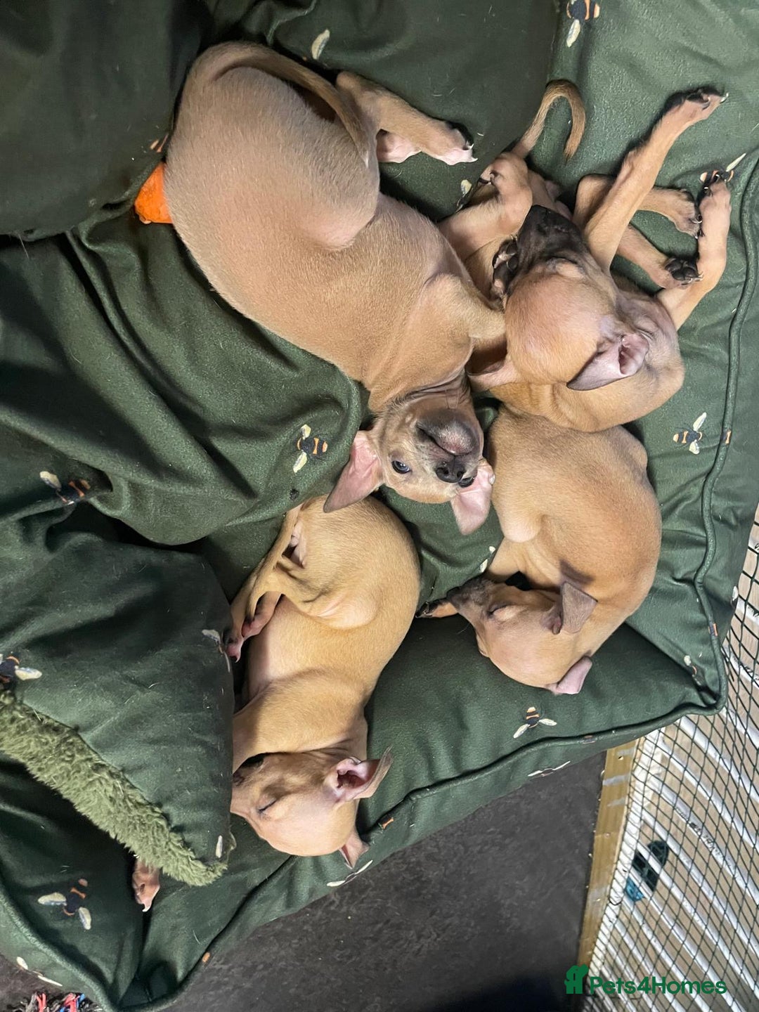 Italian Greyhound dogs for sale: Ready from next week Little Italian Greyhound pups - Image 30