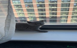 British Shorthair cats for sale: Blue British Shorthair Male - Image 1