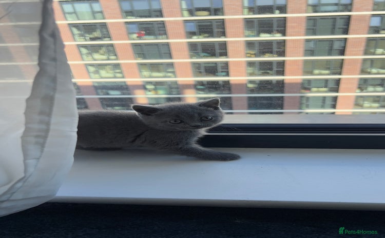 British Shorthair cats - Advert 1