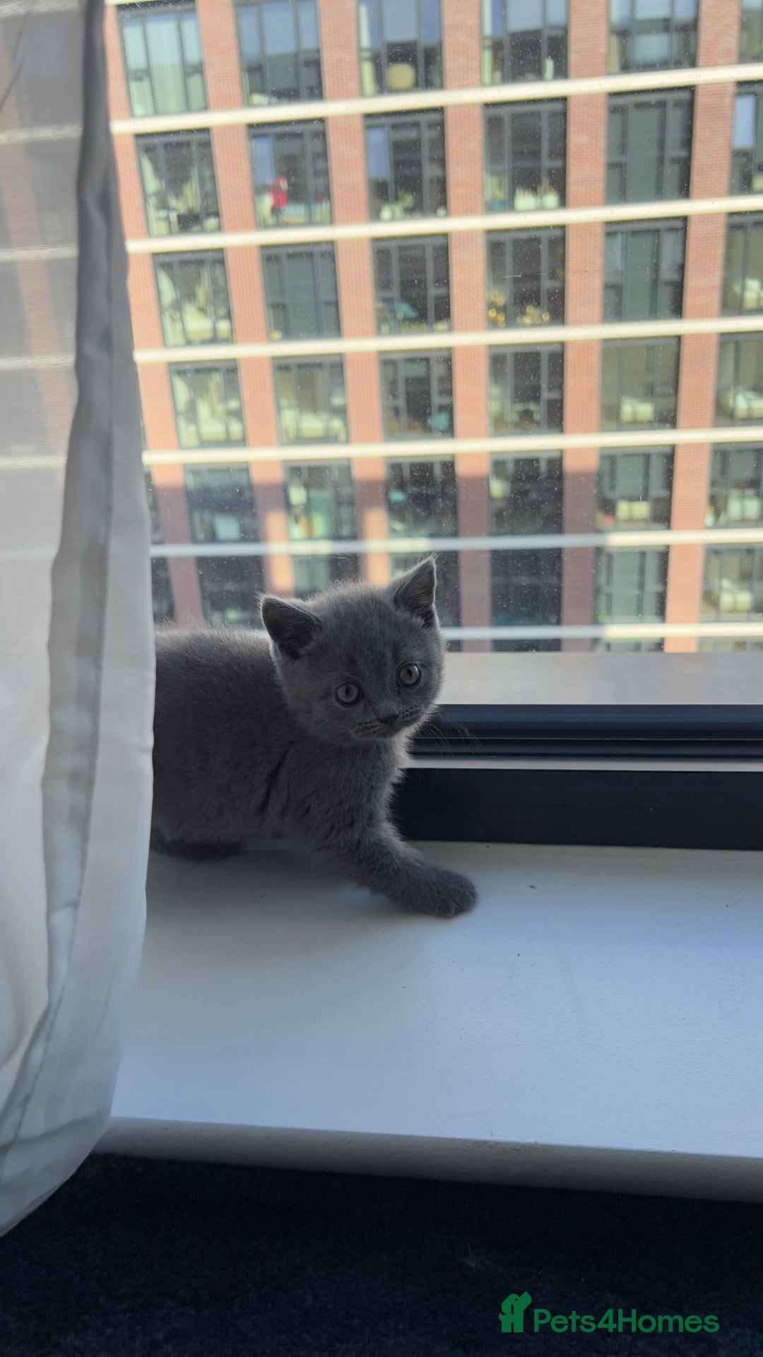 British Shorthair cats for sale: Blue British Shorthair Male - Image 1