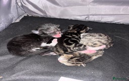 Domestic Shorthair cats for sale: 3 Gorgeous domestic short haired kittens - Image 7