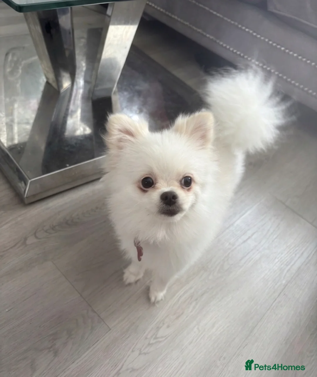 Pomeranian dogs for sale: White miniature Pomeranian 12 months old female - Advert 2