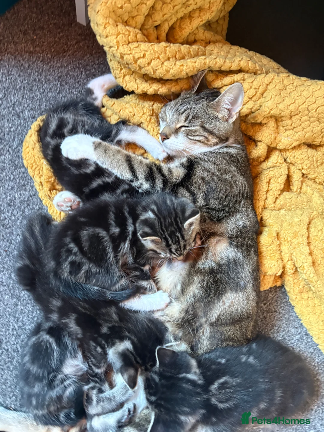 Mixed Breed cats for sale: Beautiful kittens  - Advert 1